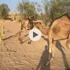 البيع نياق عدهن 3