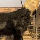 طلي نجدي