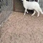 خروف سمين فل الفل بلدي