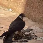 مطلوب بكه في المجمعه