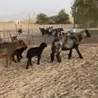 تمم البيعع