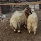 طليان نعيمي