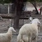 طلي صنف الذي بيأسس مراح او يغير فحول ما يجنب عنه