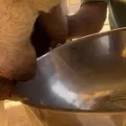 ضروبه