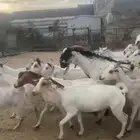 معزا دفع بفحلها