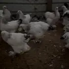 دجاج ابراهما