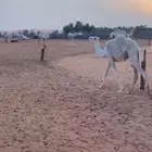 للبيع قعود أنا معلن سعي الموقع في ذمة المشتري