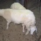 طليان حرية نضيف
