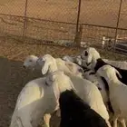 طليان حري ونجد