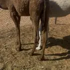 للبيع حشو سمان وطيبات