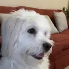 كلب مالتيز - 3 سنوات