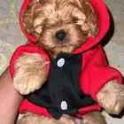 كلب بودل للبيع