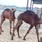 حيران لباني