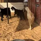 معزا دفيع شرط فحص سونار العدد 3