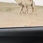 للبيع الخلفه الكفو