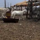 طلي مشروع فحل طيب