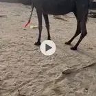 ناقه قصب