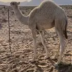 حاشي للبيع عمره ثلاث شهور