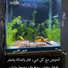 حوض سمك كامل وجاهز بكامل اغراضه
