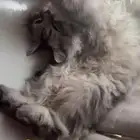 قط للتبني