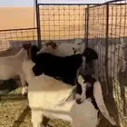 تيوس عدد 12 للبيع. مغلقات وسمان. البيع جمله