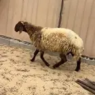 نعجه رباع طيبه (( تم البيع ))