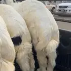 خرفان خمسة