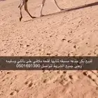لقحه بكر ملاقي