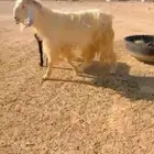 تيس