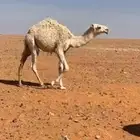 قعود كفو