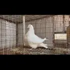 انثى فرش لمن top