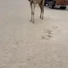مفروده حمرا ابيها بعير ابن فصلا الهاجري