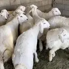 طليان حريات رقم واحد جدا طيبات