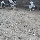 براهما كولمبي سلالة كونك ( تم البيع )