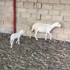 رخل ثنيه