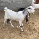 مشروكة جرم طيب حليب