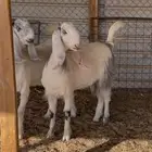 جفار مطورات نوادر