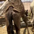 قعود مجهم عمره 5 اشهر على الحليب