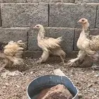 فراريج براهم اللي يقف عليه السوم بنبيع