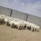 حريات مقنوي حرش