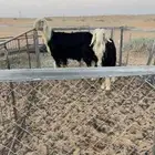 للبيع طليان نجد