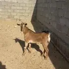 تيس انتاج وعل كفو