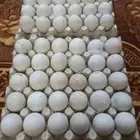 بيض بط جامبو مخصب للفقاسات ممتاز جدا نسبة التخصيب ممتازة