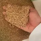 قمح معية