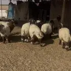 ذبايح نعيم طيبه