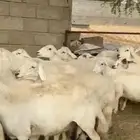 غنمم حررش