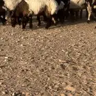 للبيع جذعات نعيم