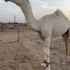قعود حق على ولد الحاكم بعير ابن قريع وتحليله موجود