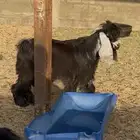 تيس جذع