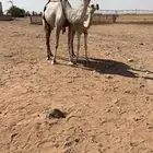 خلفه عليانيه تحتها بكره أبوها الأرخم بعير فنجال الشيباني